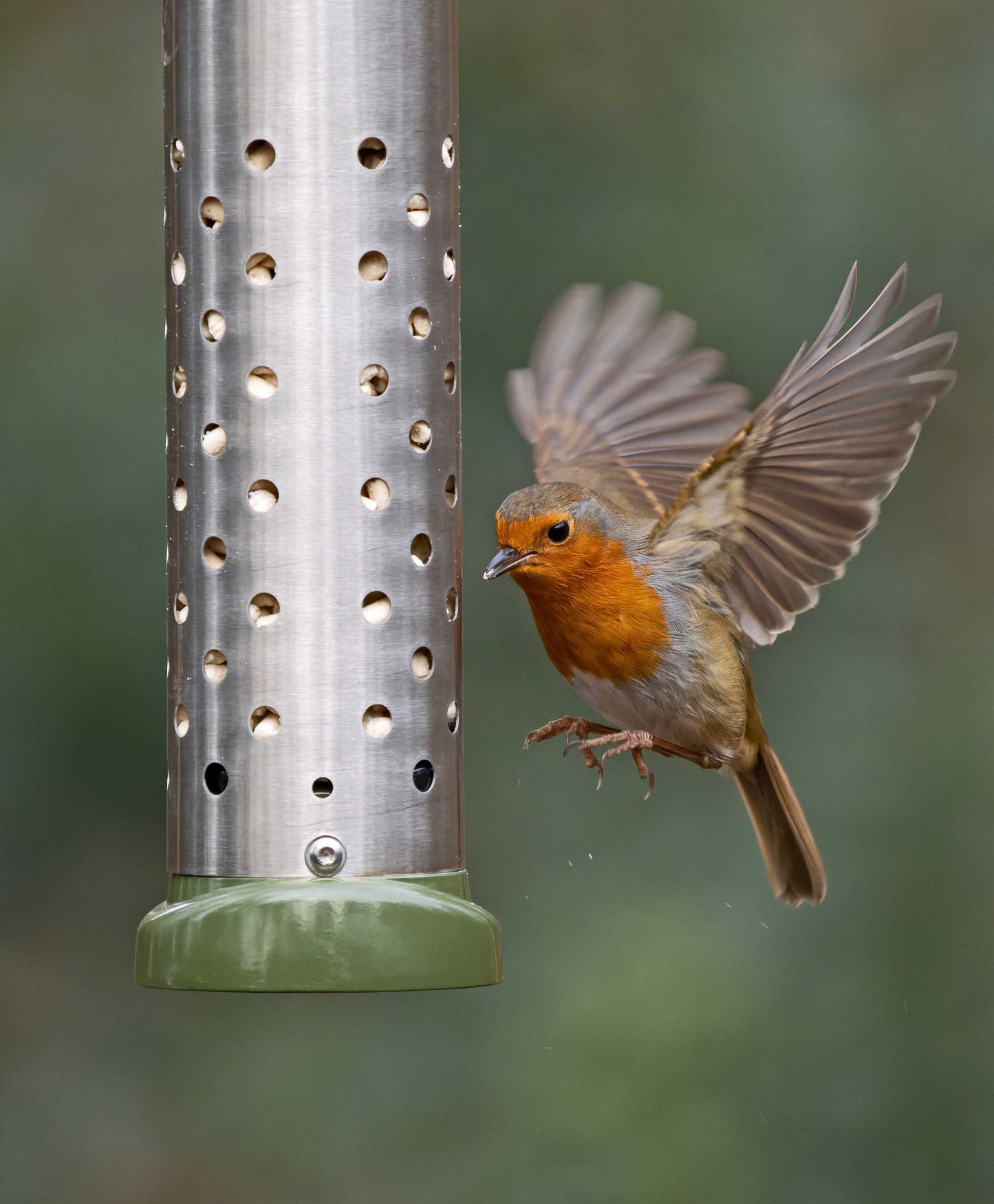 Backyard robin feeding suet pellets from an all metal construction, squirrel resistant bird feeder. Easy clean durable metal peanut and suet pellet feeder fitted with twist off base, strong metal hanging wire and lift off base, filled with high fat suet pellets, perfect for birds in the winter.