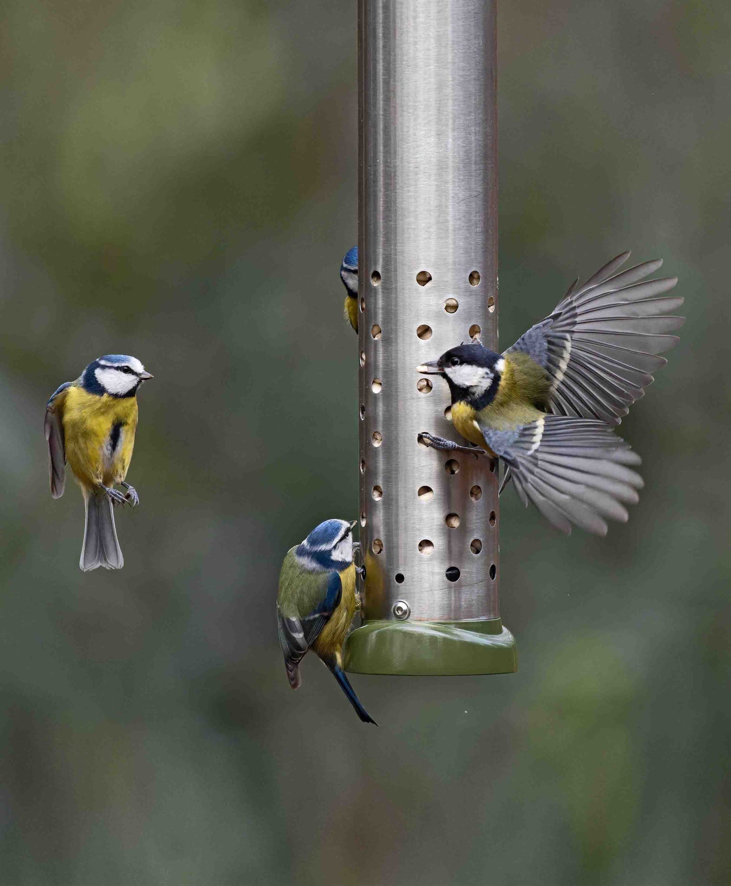 Backyard Bluebirds and great tit feeding suet pellets from an all metal construction, squirrel resistant bird feeder. Easy clean durable metal peanut and suet pellet feeder fitted with twist off base, strong metal hanging wire and lift off base, filled with high fat suet pellets, perfect for birds in the winter.