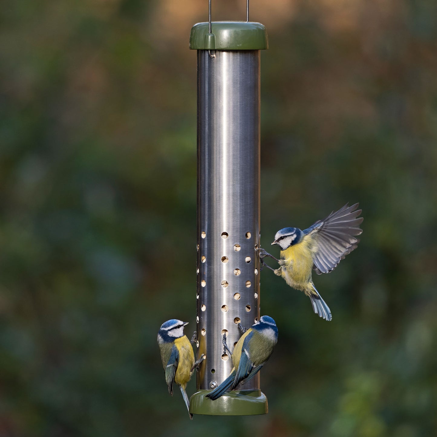 Backyard Bluebirds feeding suet pellets from an all metal construction, squirrel resistant bird feeder. Easy clean durable squirrel proof, metal peanut and suet pellet feeder fitted with twist off base, strong metal hanging wire and lift off base, filled with high fat suet pellets, perfect for birds in the winter.