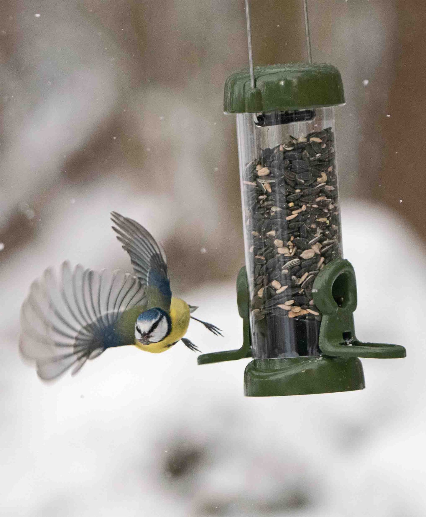 Blue backyard bird flying towards durable green metal feeder filled with black sunflower seed blend and mix. Winter background showing small seed bird feeder.