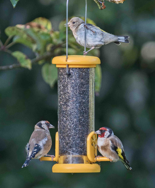 American goldfinches perched on yellow easy clean nyjer bird feeder, feeding on de-shelled nyjer seeds with summer backyard background. nyjer seed feeder with tubular construction, twist off base, durable metal hanging wire and lifting cap for easy cleaning.