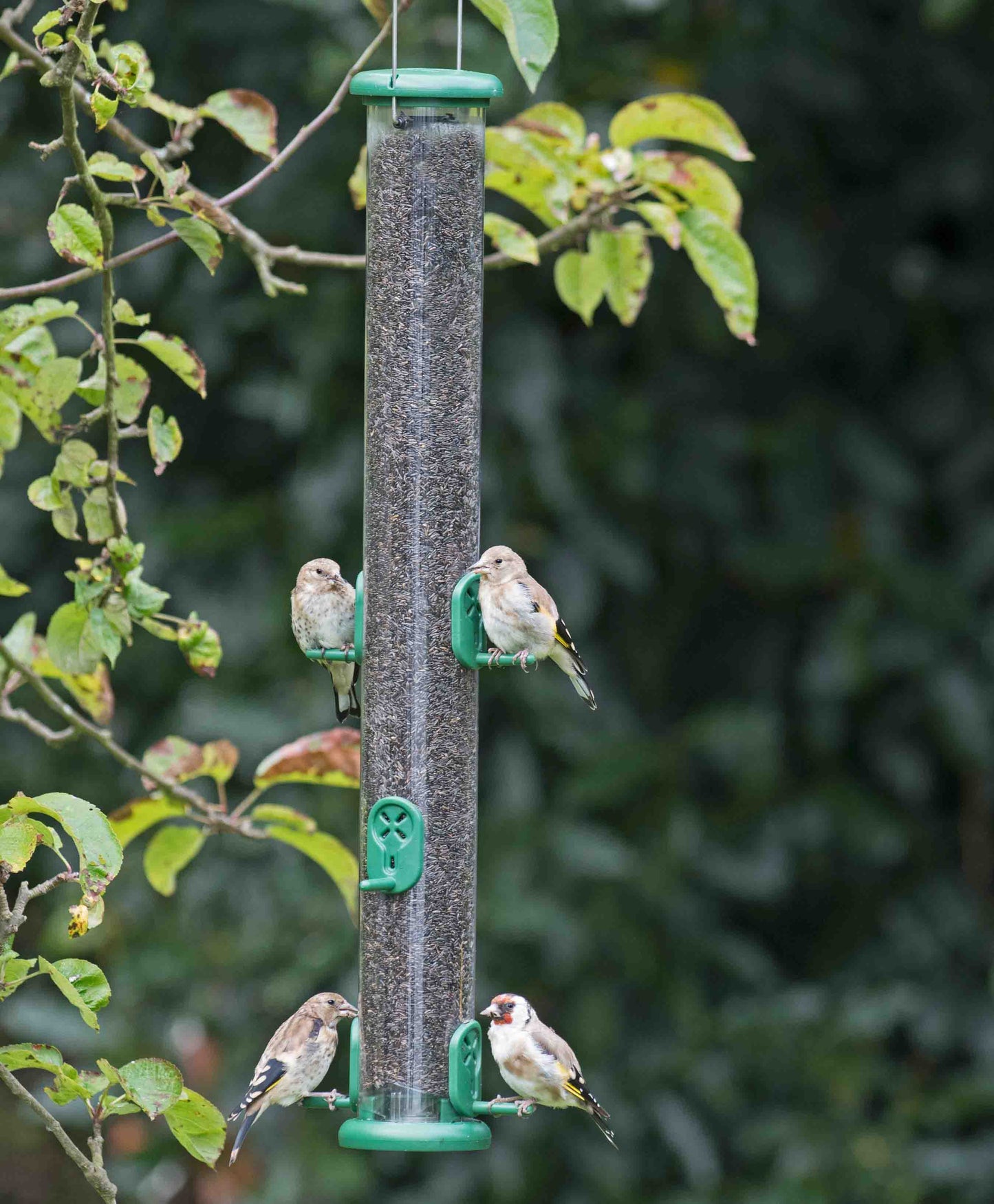 Easy clean nyjer seed feeder with American goldfinches feeding de-shelled nyjer seeds from easy clean removable ports.