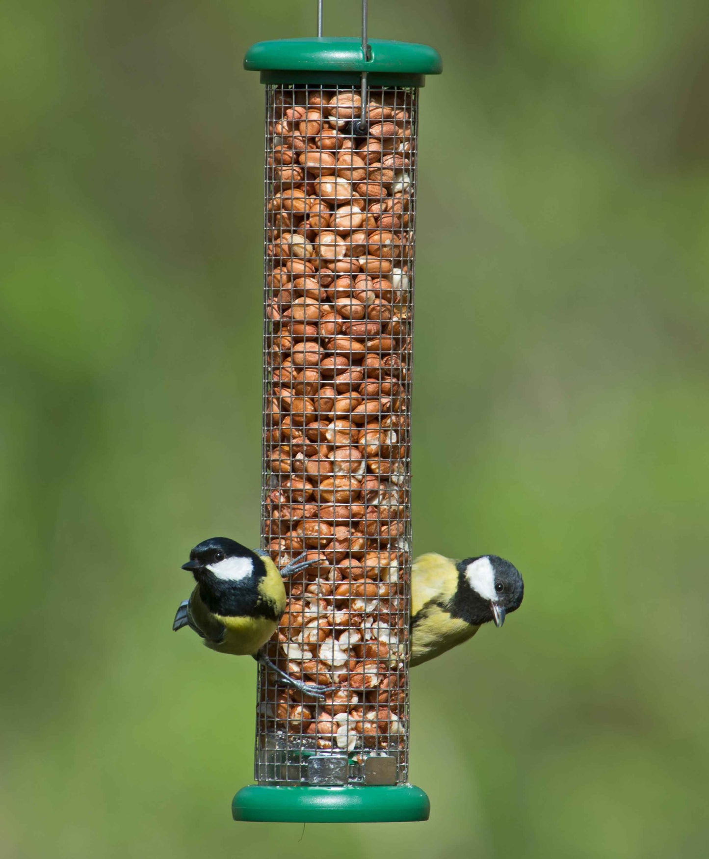 Backyard birds perched on peanut feeder for birds filled with premium high energy whole peanuts. Easy clean bird feeder for peanuts fitted with all metal mesh cage, strong hanging wire, twist off base and lifting cap for simple cleaning.