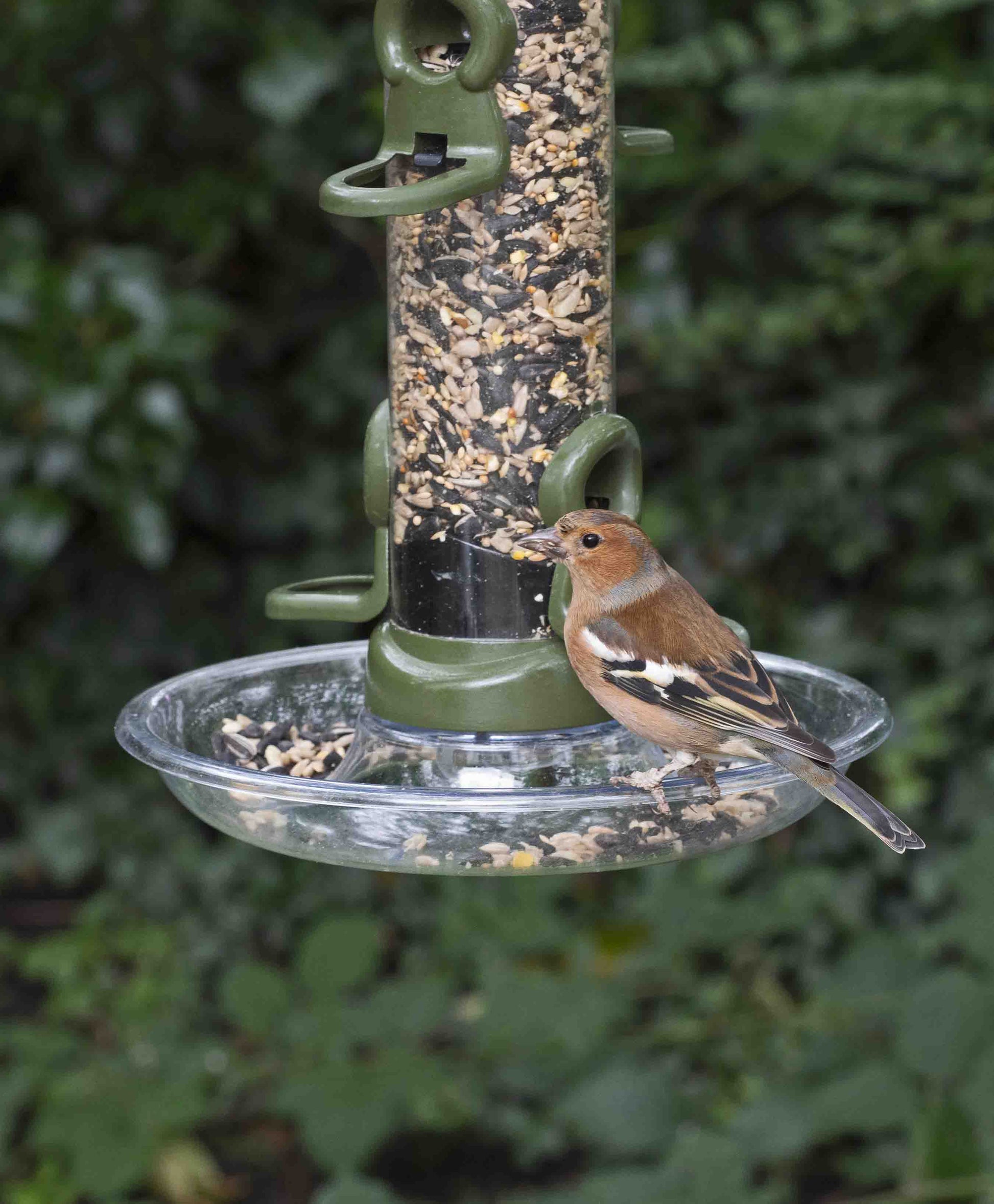 American goldfinch feeding on seeds on small bird feeder tray attached to durable, metal bird feeder filled with bird seed mix and blend.