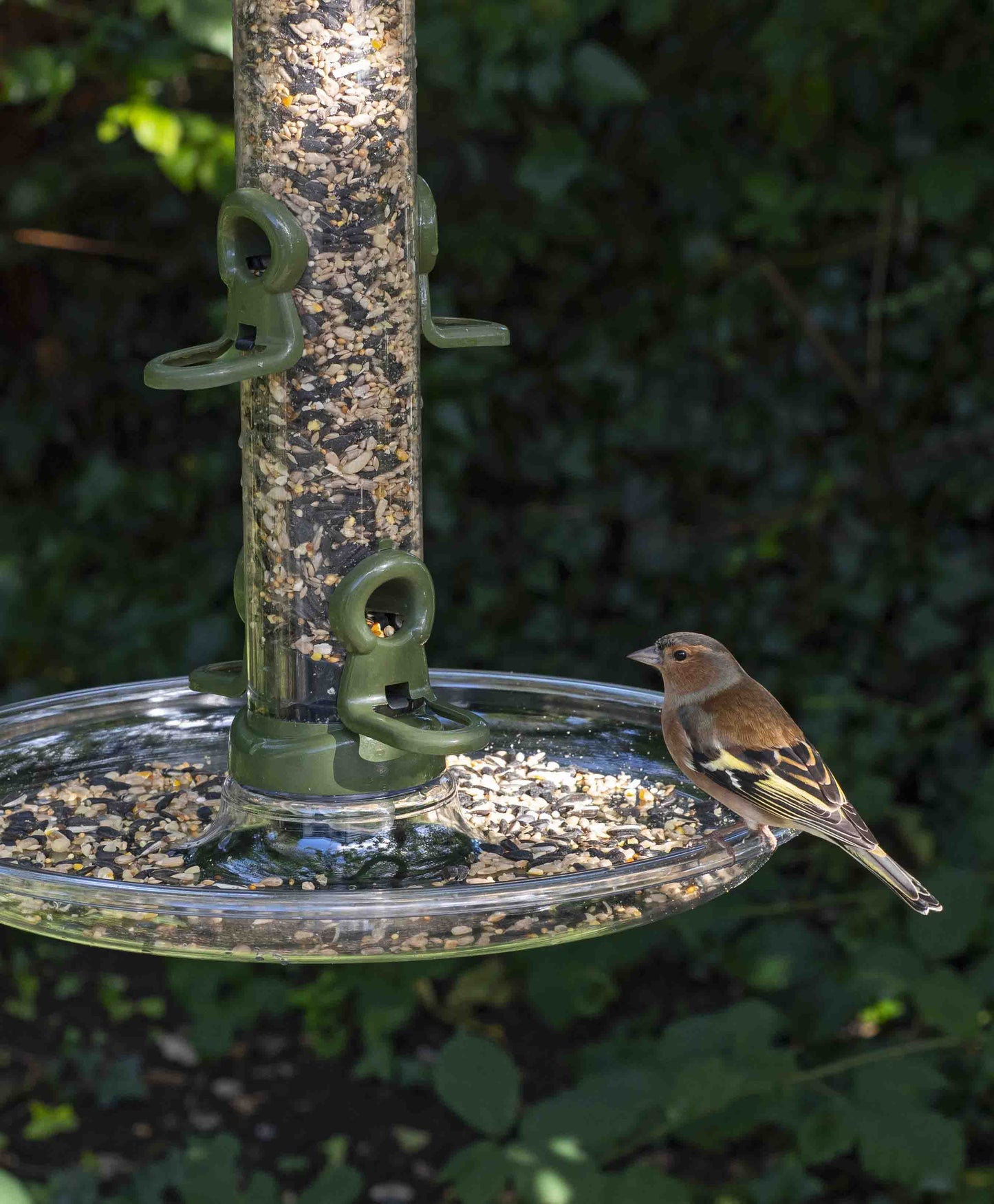 Finch perched on clear seed catching tray attached to durable metal seed bird feeder filled with a seed mix or blend.