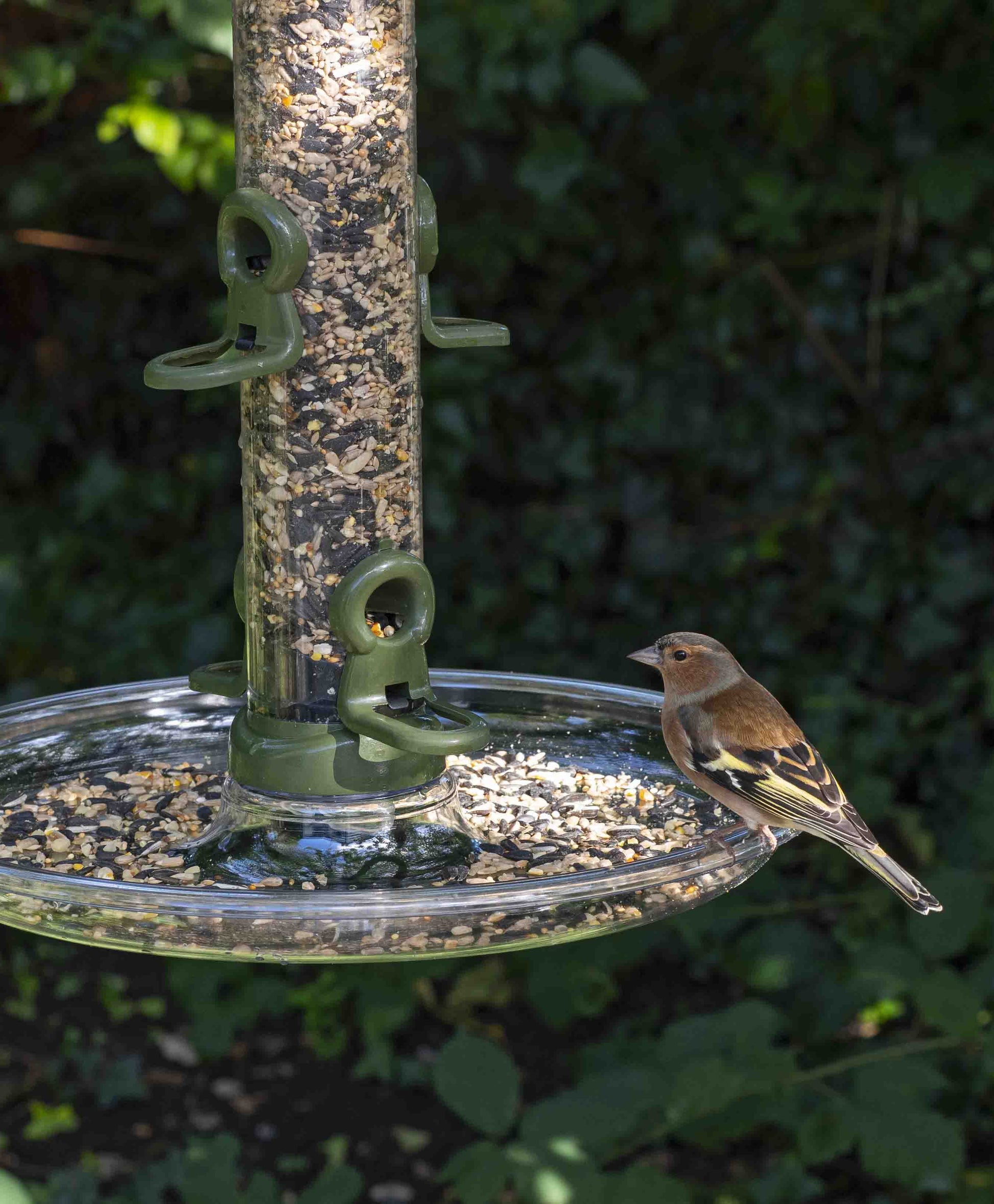 Finch perched on clear seed catching tray attached to durable metal seed bird feeder filled with a seed mix or blend.