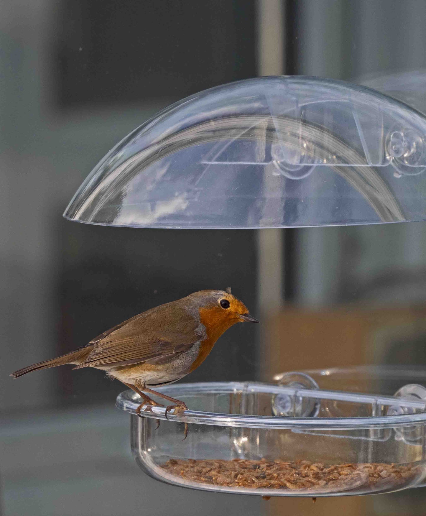 Robin perched on an oriole mealworm window bird feeder with rain cover, ideal for backyard bird watching and attracting wild birds to your home. Durable window-mounted bird feeder designed for mealworms, seeds, and suet, perfect for bird enthusiasts and nature lovers seeking easy-to-clean feeders for rainy weather. Enhance your bird feeding station with this premium window bird feeder, great for year-round use and attracting robins, orioles, and other songbirds to your backyard.