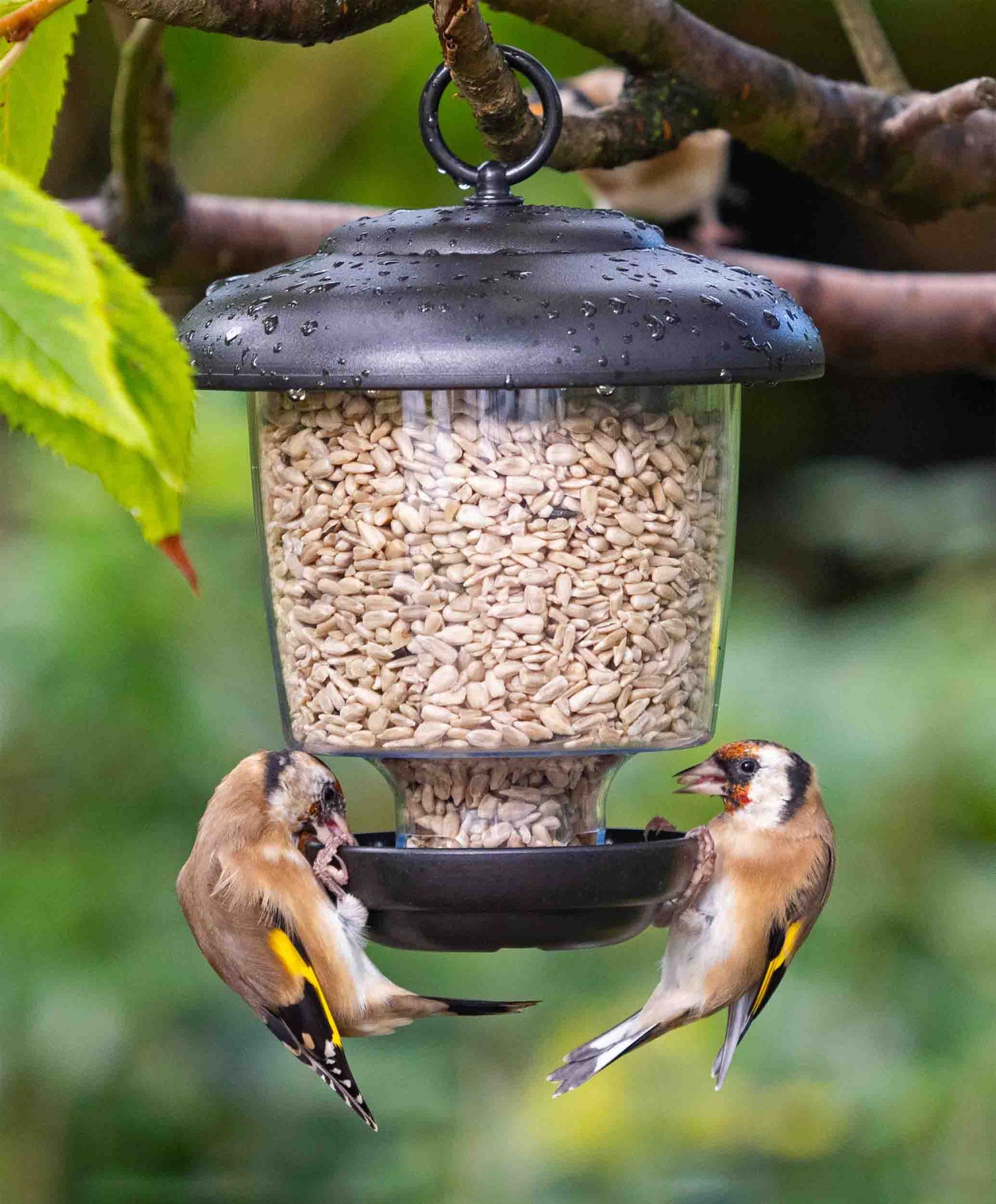 Backyard American goldfinches feeding from a small black, clear plastic lantern feeder offering sunflower hearts, cereals and bird seed blends. Hanging ring attached to feeder means the lantern can be hung from tree branches, hooks or garden poles. Perfect for feeding small cleaning birds on the west coast, like woodpeckers, blue jays, bluebirds, cardinals, American goldfinches, chickadees and American robins.