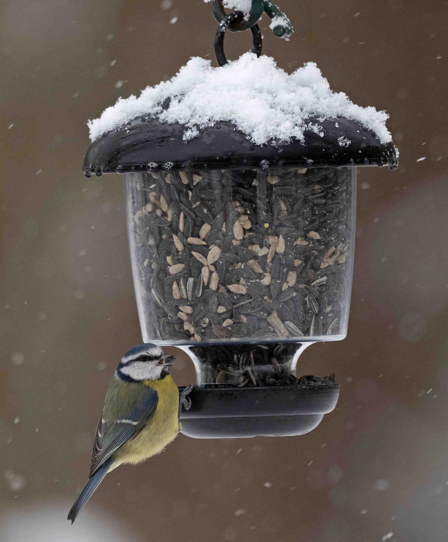Backyard small bluebird feeding from a small black, clear plastic lantern feeder offering sunflower hearts, cereals and bird seed blends. Hanging ring attached to feeder means the lantern can be hung from tree branches, hooks or garden poles. Perfect for feeding small cleaning birds on the west coast, like woodpeckers, blue jays, bluebirds, cardinals, American goldfinches, chickadees and American robins.