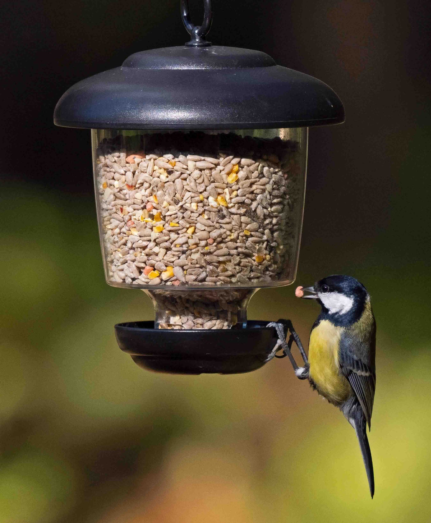 Backyard large bluebird feeding from a small black, clear plastic lantern feeder offering sunflower hearts, cereals and bird seed blends. Hanging ring attached to feeder means the lantern can be hung from tree branches, hooks or garden poles. Perfect for feeding small cleaning birds on the west coast, like woodpeckers, blue jays, bluebirds, cardinals, American goldfinches, chickadees and American robins.