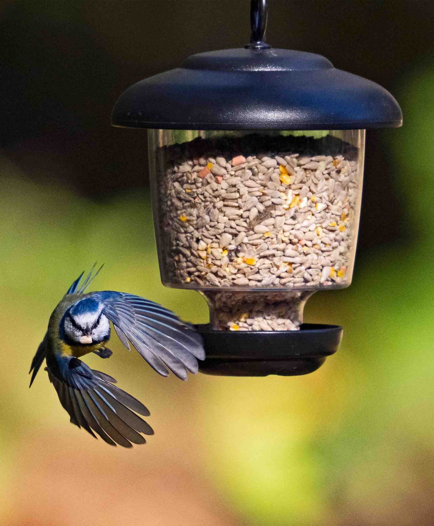 Backyard small bluebird in flight feeding from a small black, clear plastic lantern feeder offering sunflower hearts, cereals and bird seed blends. Hanging ring attached to feeder means the lantern can be hung from tree branches, hooks or garden poles. Perfect for feeding small cleaning birds on the west coast, like woodpeckers, blue jays, bluebirds, cardinals, American goldfinches, chickadees and American robins.