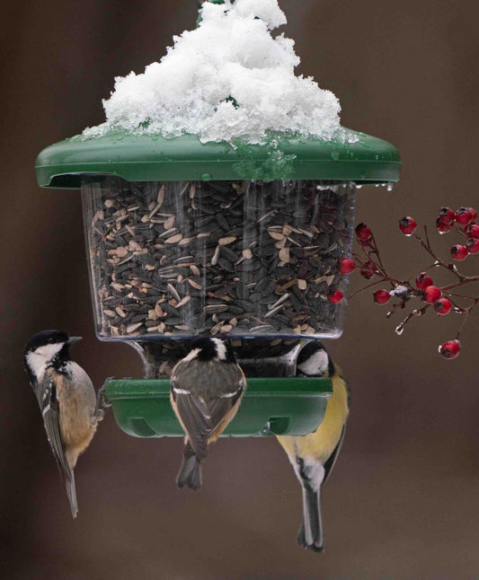 Backyard chickadees feeding from a green, clear plastic lantern feeder in the winter, offering sunflower hearts, cereals and bird seed blends. Hanging ring attached to feeder means the lantern can be hung from tree branches, hooks or garden poles. Perfect for feeding small cleaning birds on the west coast, like woodpeckers, blue jays, bluebirds, cardinals, American goldfinches, chickadees and American robins.