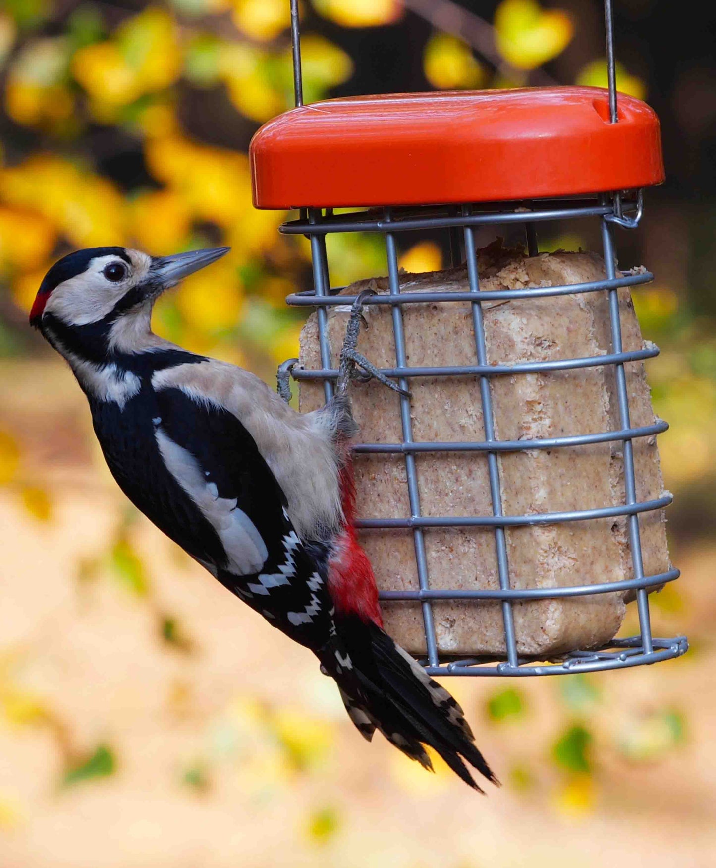 A striking woodpecker clings to a robust, heavy-duty metal suet cake feeder, designed to withstand active feeding from larger birds. Perfect for offering high-energy suet cakes, this feeder attracts woodpeckers, nuthatches, blue birds, blue jays and chickadees while deterring squirrels with its durable construction. The sturdy design ensures long-lasting performance, making it an excellent choice for backyard birdwatchers seeking to attract wild birds year-round.