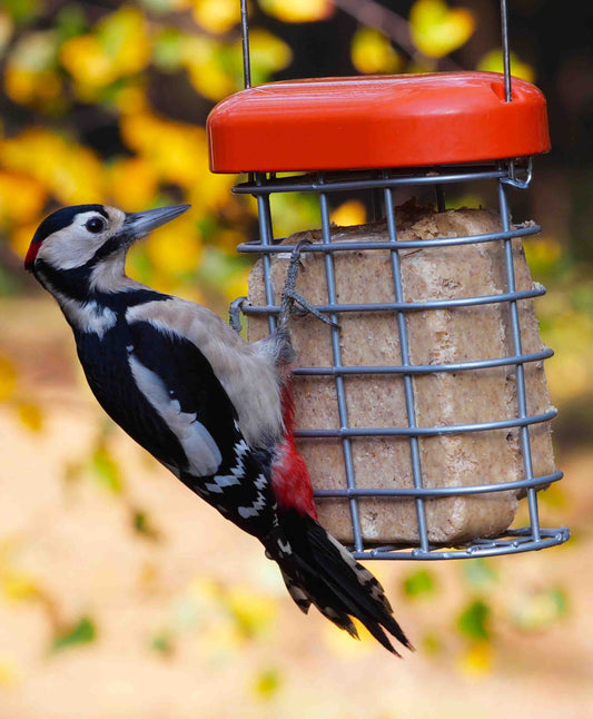 A striking woodpecker clings to a robust, heavy-duty metal suet cake feeder, designed to withstand active feeding from larger birds. Perfect for offering high-energy suet cakes, this feeder attracts woodpeckers, nuthatches, blue birds, blue jays and chickadees while deterring squirrels with its durable construction. The sturdy design ensures long-lasting performance, making it an excellent choice for backyard birdwatchers seeking to attract wild birds year-round.
