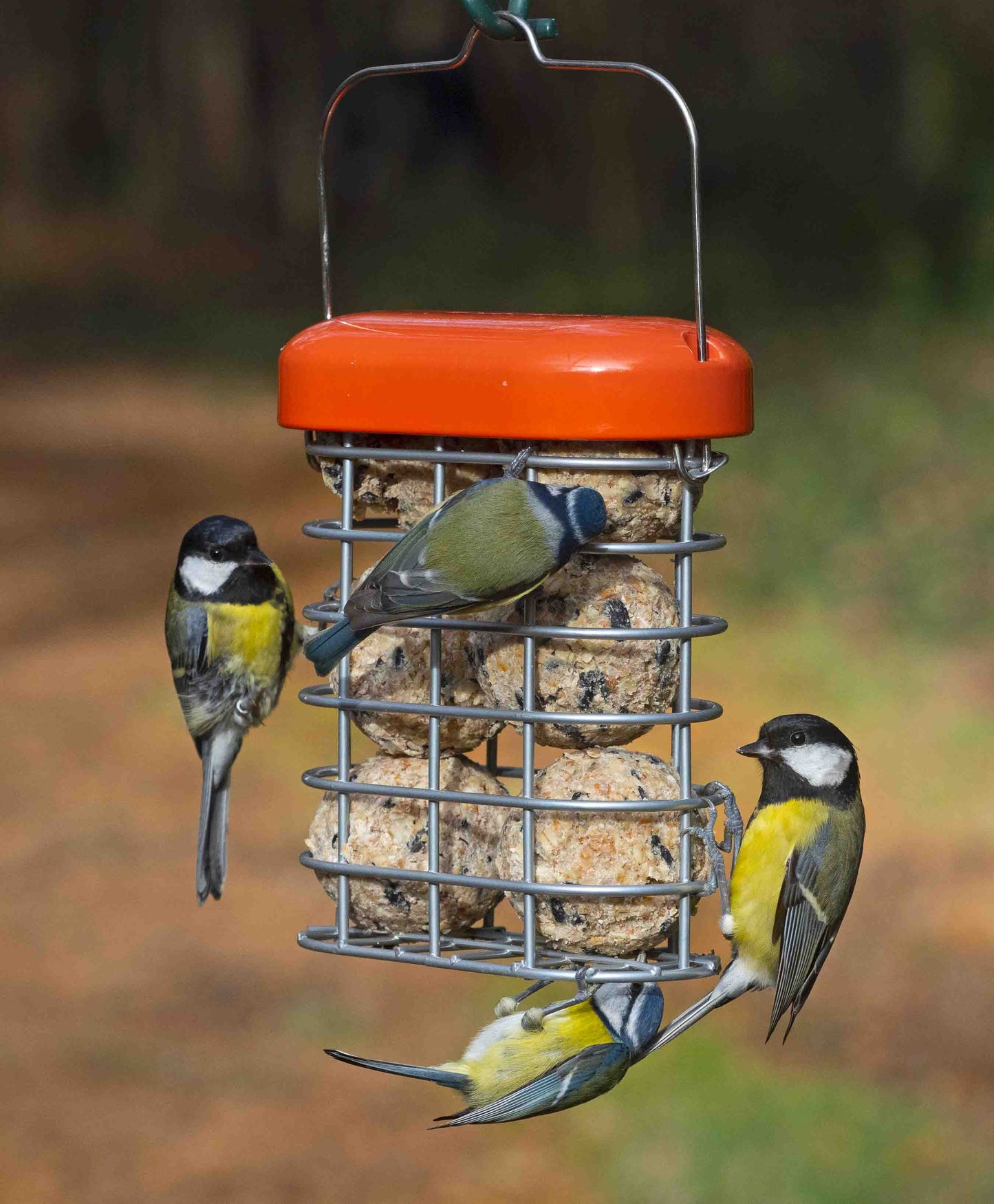 A robust, heavy-duty metal suet ball feeder with a vibrant orange lid, designed to withstand active feeding from larger birds like pigeons and starlings. This feeder attracts woodpeckers, nuthatches, chickadees, and bluebirds, while the durable construction deters squirrels. The sturdy, weather-resistant design ensures long-lasting performance, making it an excellent choice for backyard bird watchers seeking to attract wild birds year-round