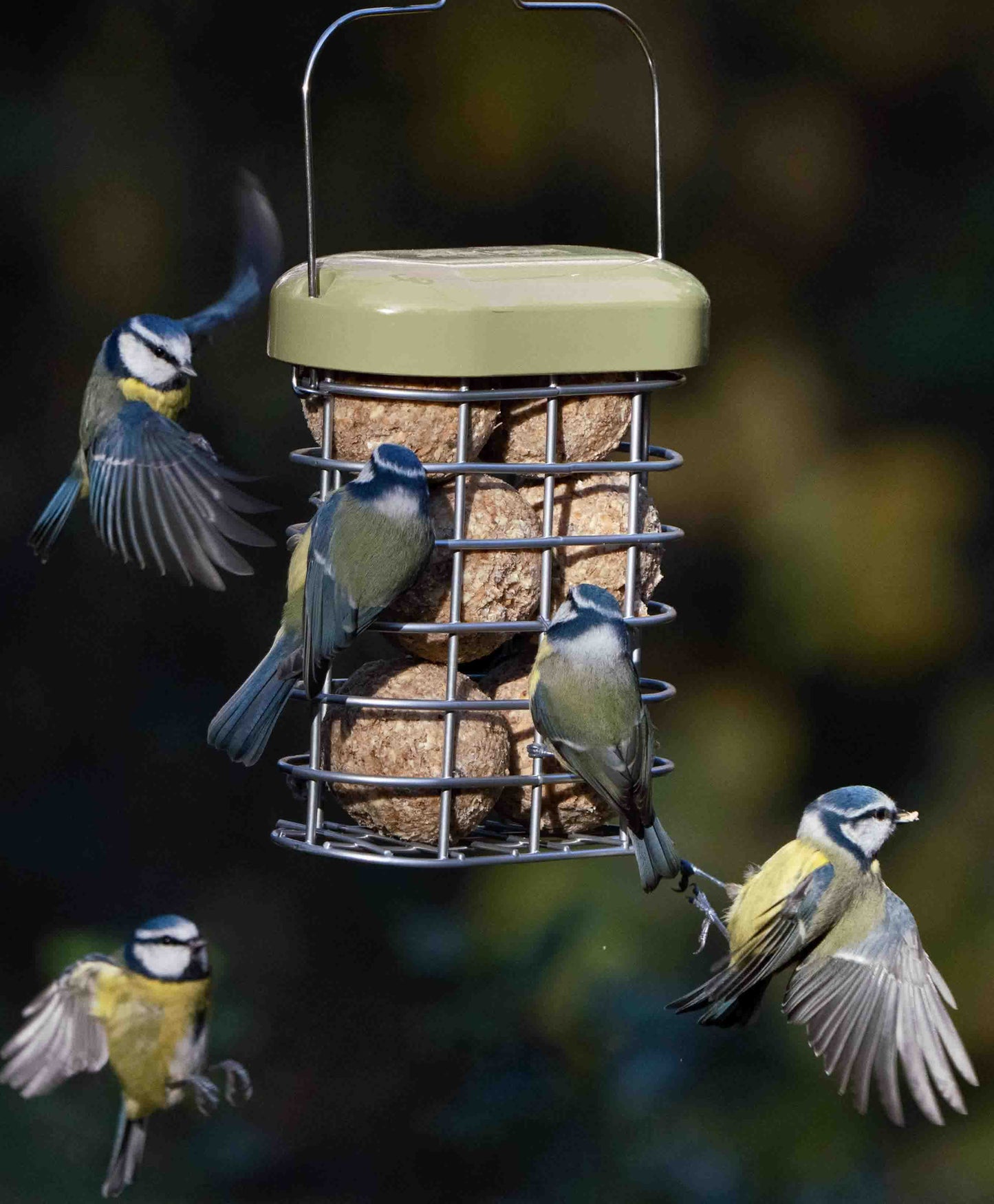 robust, heavy-duty metal suet ball feeder with a vibrant green lid, designed to withstand active feeding from larger birds like pigeons and starlings. This feeder attracts woodpeckers, nuthatches, chickadees, and bluebirds, while the durable construction deters squirrels. The sturdy, weather-resistant design ensures long-lasting performance, making it an excellent choice for backyard bird watchers seeking to attract wild birds year-round.