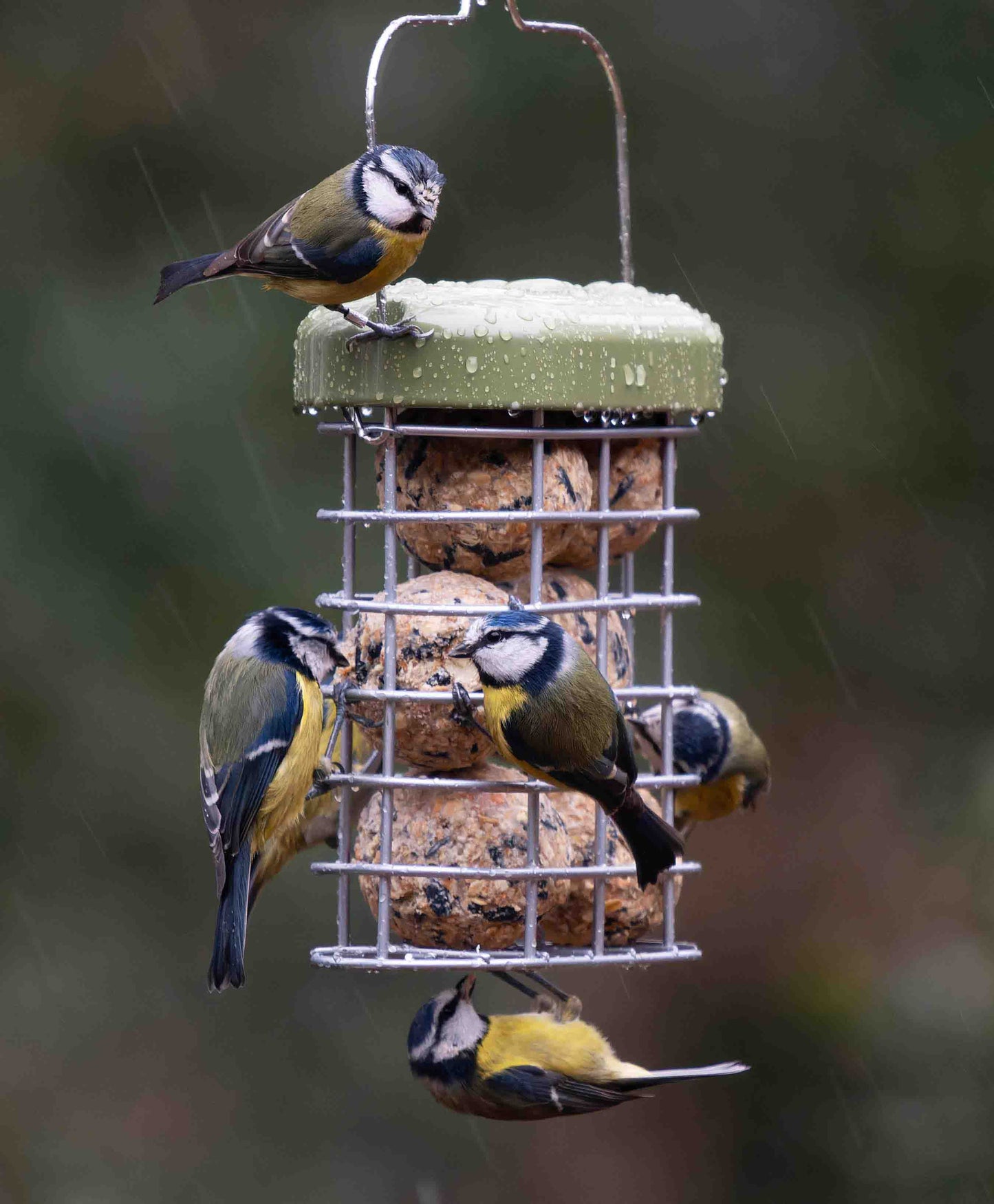 Premium Suet Feeder with durable metal green cap to protect the feeder in harsh weather conditions and from squirrel damage. Blue tits flock to the feeder to eat the high fat Chunky Dumplings suet balls.