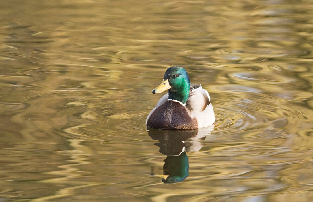 Can ducks eat bird feed?