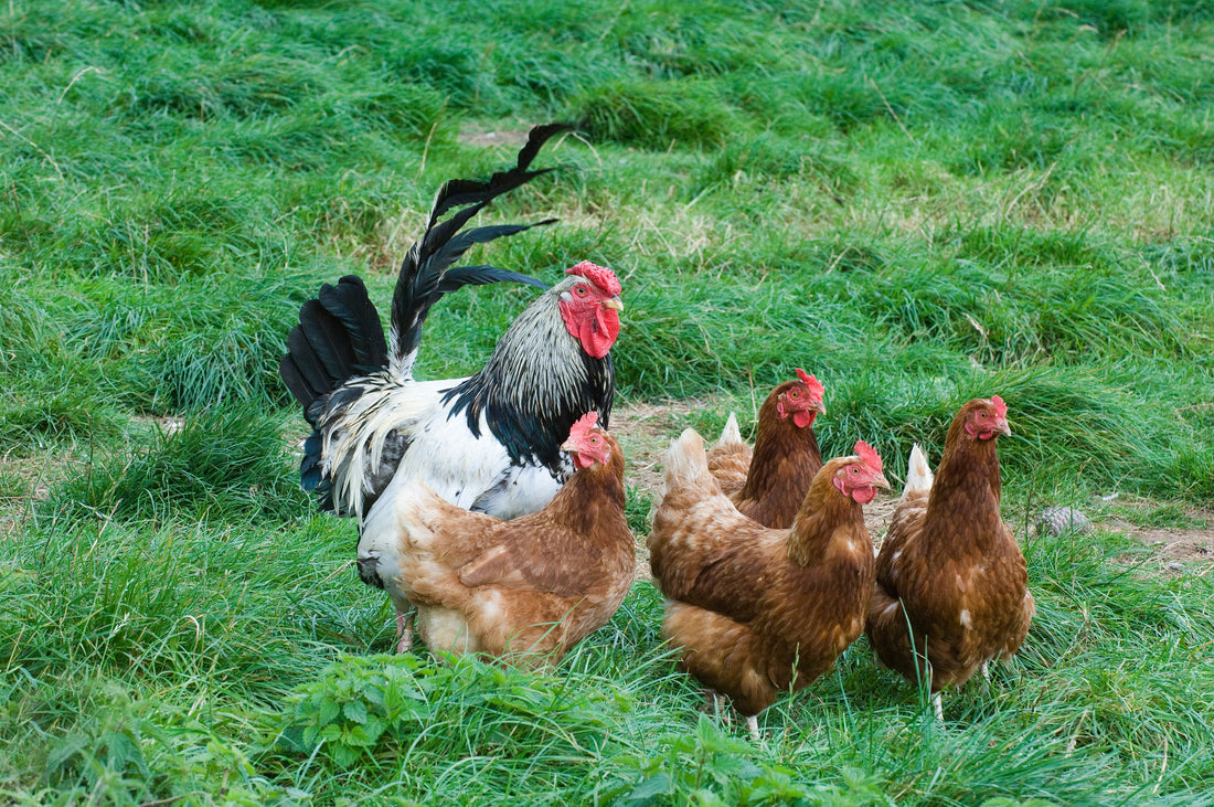 Can I feed chickens bird seed?