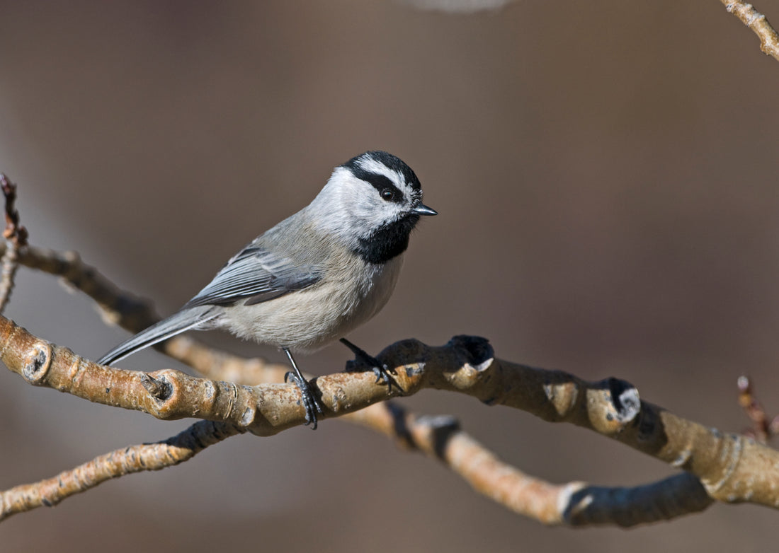 Does having a bird feeder reduce bugs?