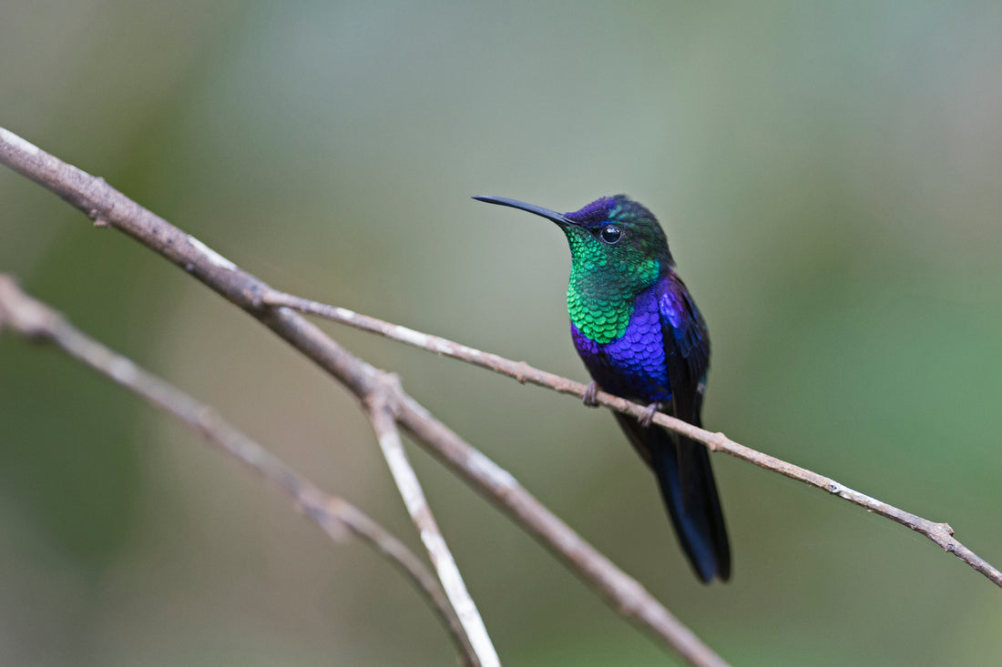 How to make hummingbird food