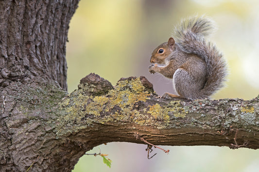 How do I keep squirrels away from my bird feeder?