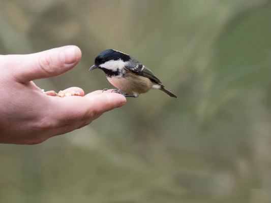 What to feed a baby bird