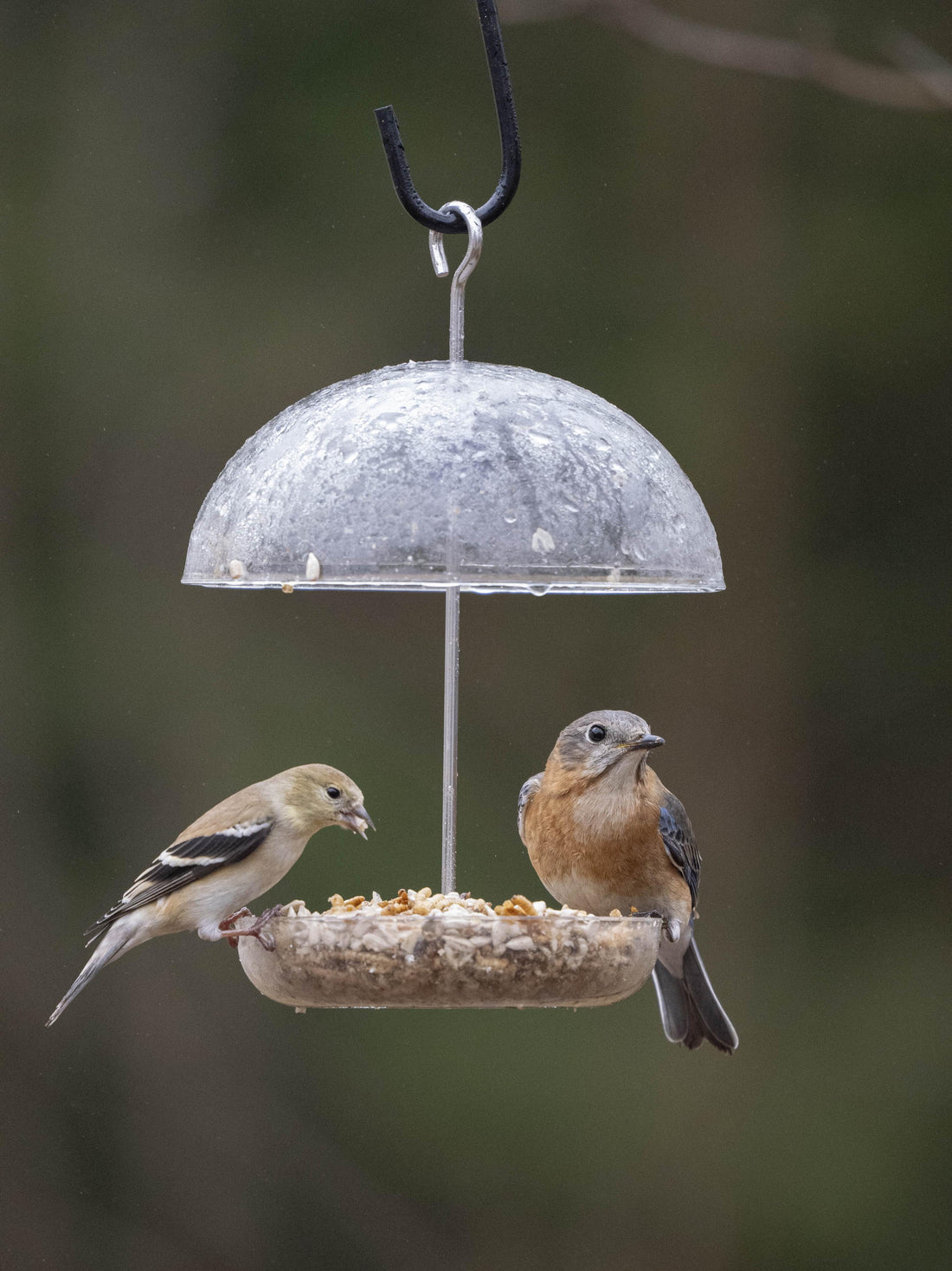 Why should I feed the birds in my yard?