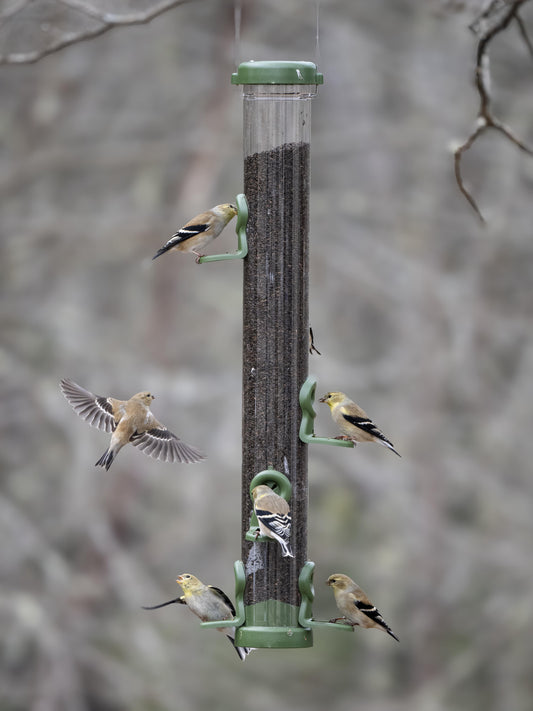 What should I feed my birds in my yard?