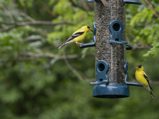 What can I feed birds?