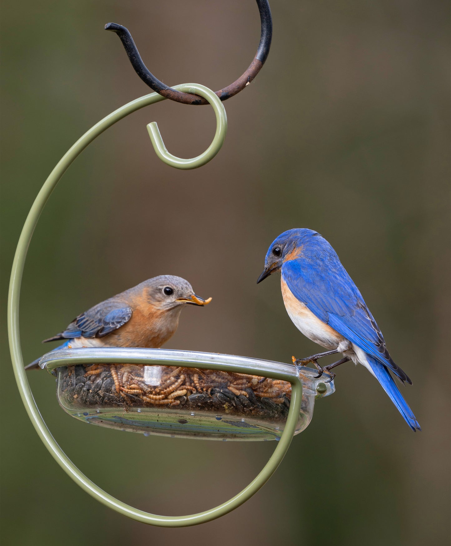 Hanging Treat Dish Bird Feeder