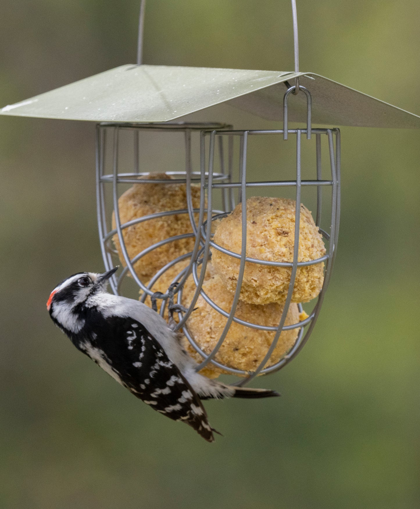 Suet Ball Basket Bird Feeder