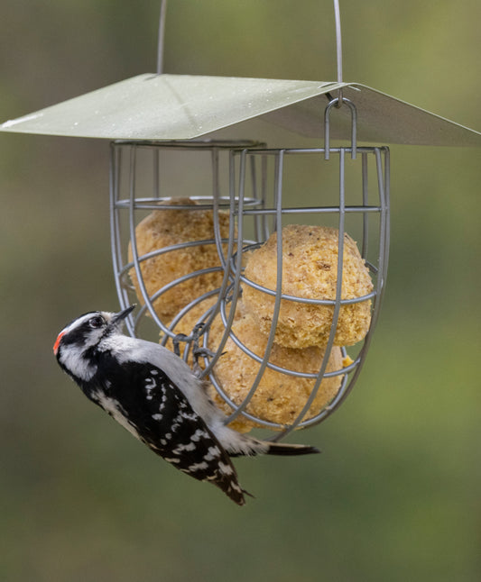 Woodpecker feeding on high fat suet balls offered by squirrel resistant, all metal, suet ball bird feeder, to gain energy in the winter.