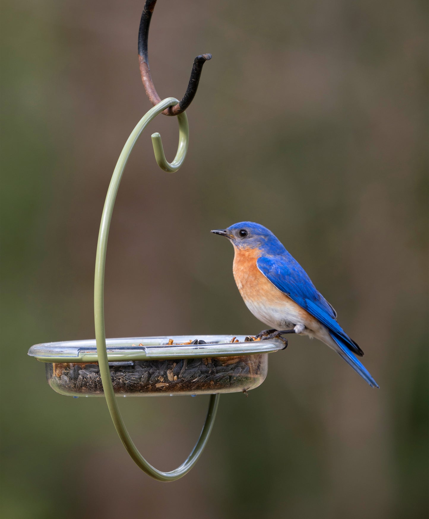 Hanging Treat Dish Bird Feeder