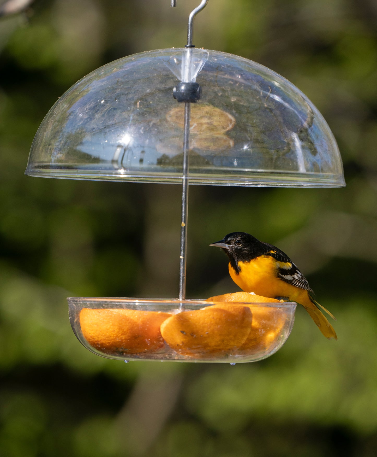 Jacobi Jayne® Pearl Feeder Orioles Cardinals & Blue Birds