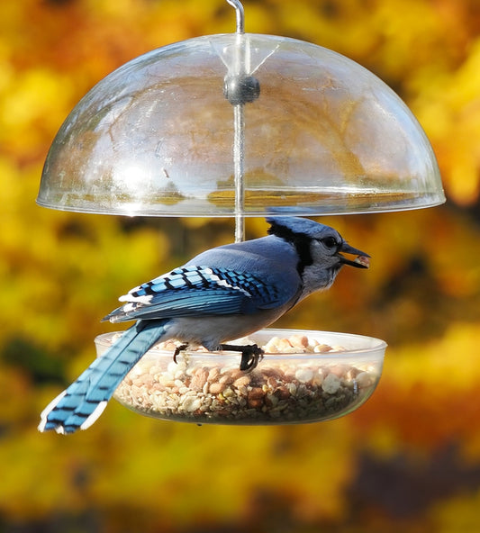 Blue jay feeding from a domed bird feeder made of durable polycarbonate. UV resistant dome bird feeder with adjustable rain cover to bar larger bird and pests like raccoons, squirrels, pigeons and starlings. Fitted with drainage holes to prevent waterlogging. Perfect for offering mealworms, seed blends and mixes, sunflower hearts, black sunflower seed, millet, cereal grains, suet grains, fresh fruit, sawflower seeds, peanuts and nyjer seeds to a range of wild and backyard birds like orioles and cardinals.