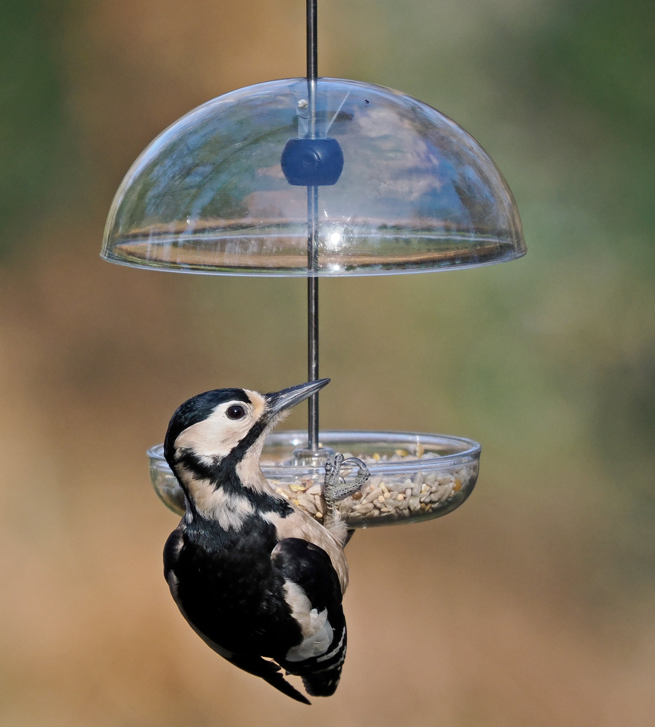 Woodpecker feeding from a domed bird feeder made of durable polycarbonate. UV resistant dome bird feeder with adjustable rain cover to bar larger bird and pests like raccoons, squirrels, pigeons and starlings. Fitted with drainage holes to prevent waterlogging. Perfect for offering mealworms, seed blends and mixes, sunflower hearts, black sunflower seed, millet, cereal grains, suet grains, fresh fruit, sawflower seeds, peanuts and nyjer seeds to a range of wild and backyard birds like orioles and cardinals.