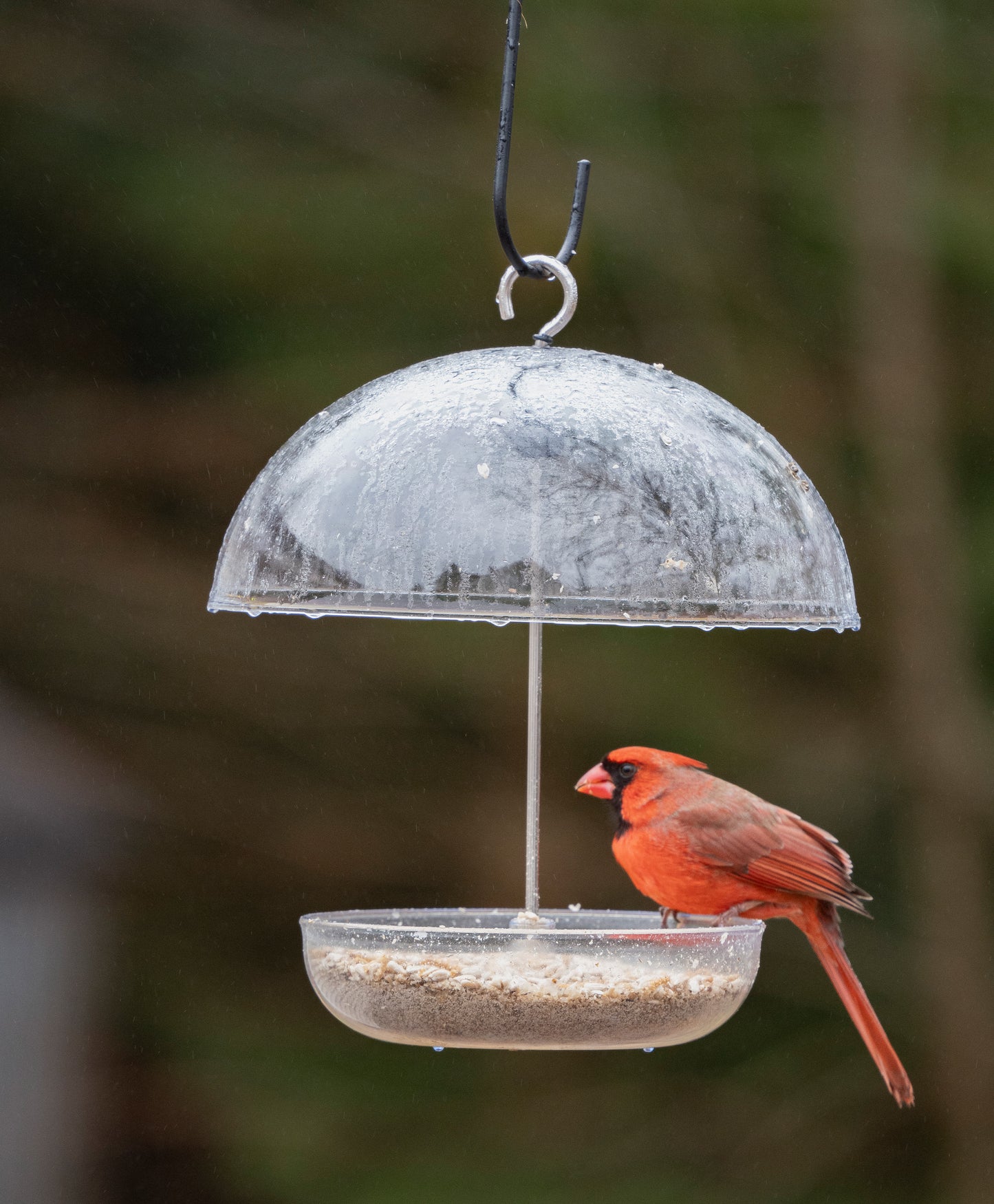 Jacobi Jayne® Pearl Feeder Orioles Cardinals & Blue Birds