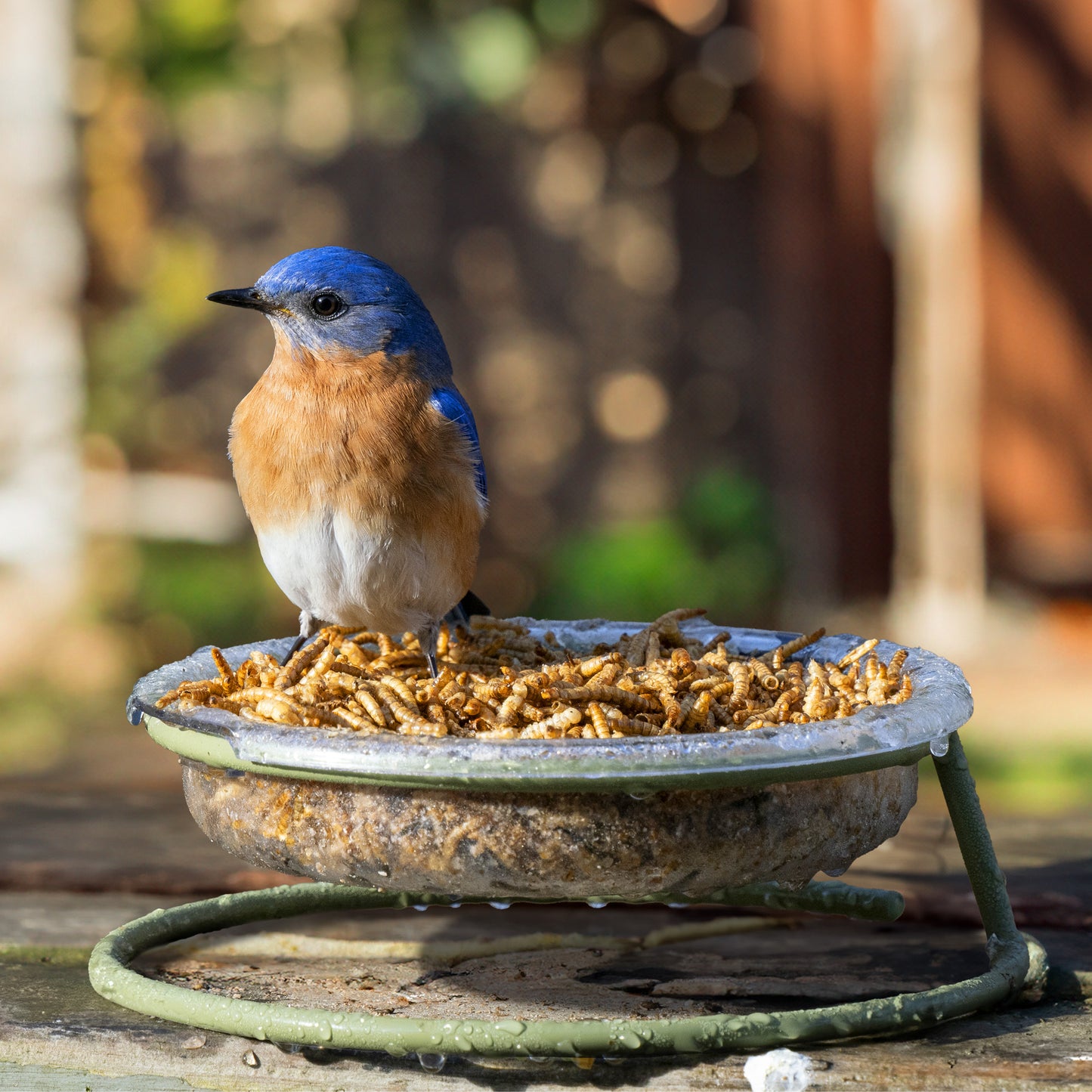 Jacobi Jayne® Easy-Clean Treat Dish