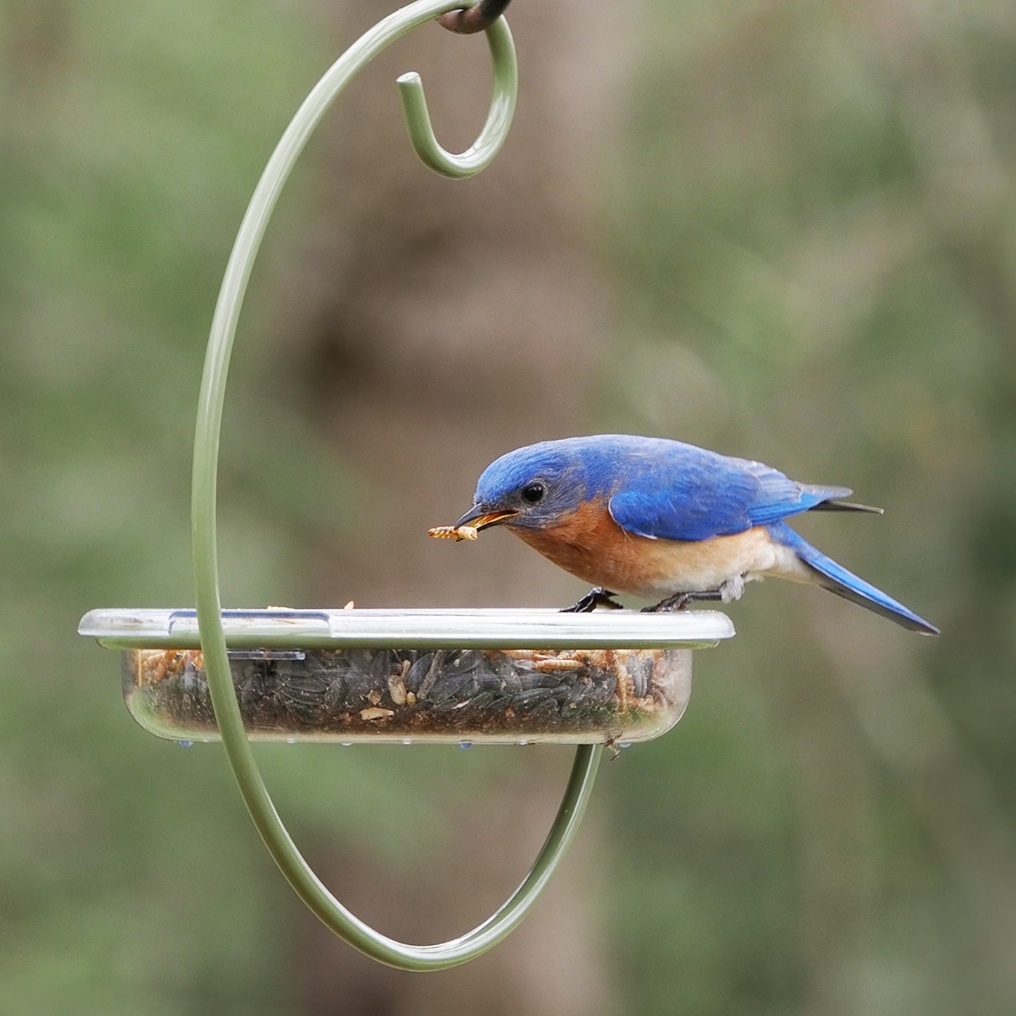 Hanging Treat Dish Bird Feeder