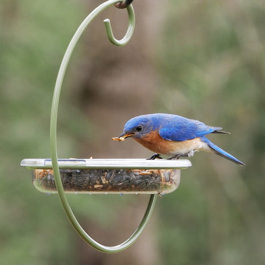 Hanging bird feeder with a vibrant bluebirds perched on the edge, showcasing its open design perfect for offering seeds, mealworms, or suet to ground-feeding birds. This versatile feeder attracts a variety of backyard birds, including bluebirds, sparrows, juncos, and doves. Ideal for birdwatchers and nature enthusiasts, the durable and easy-to-clean design makes it a great addition to any backyard feeding station, providing ample space for multiple birds to feed comfortably. Drainage holes prevent water.