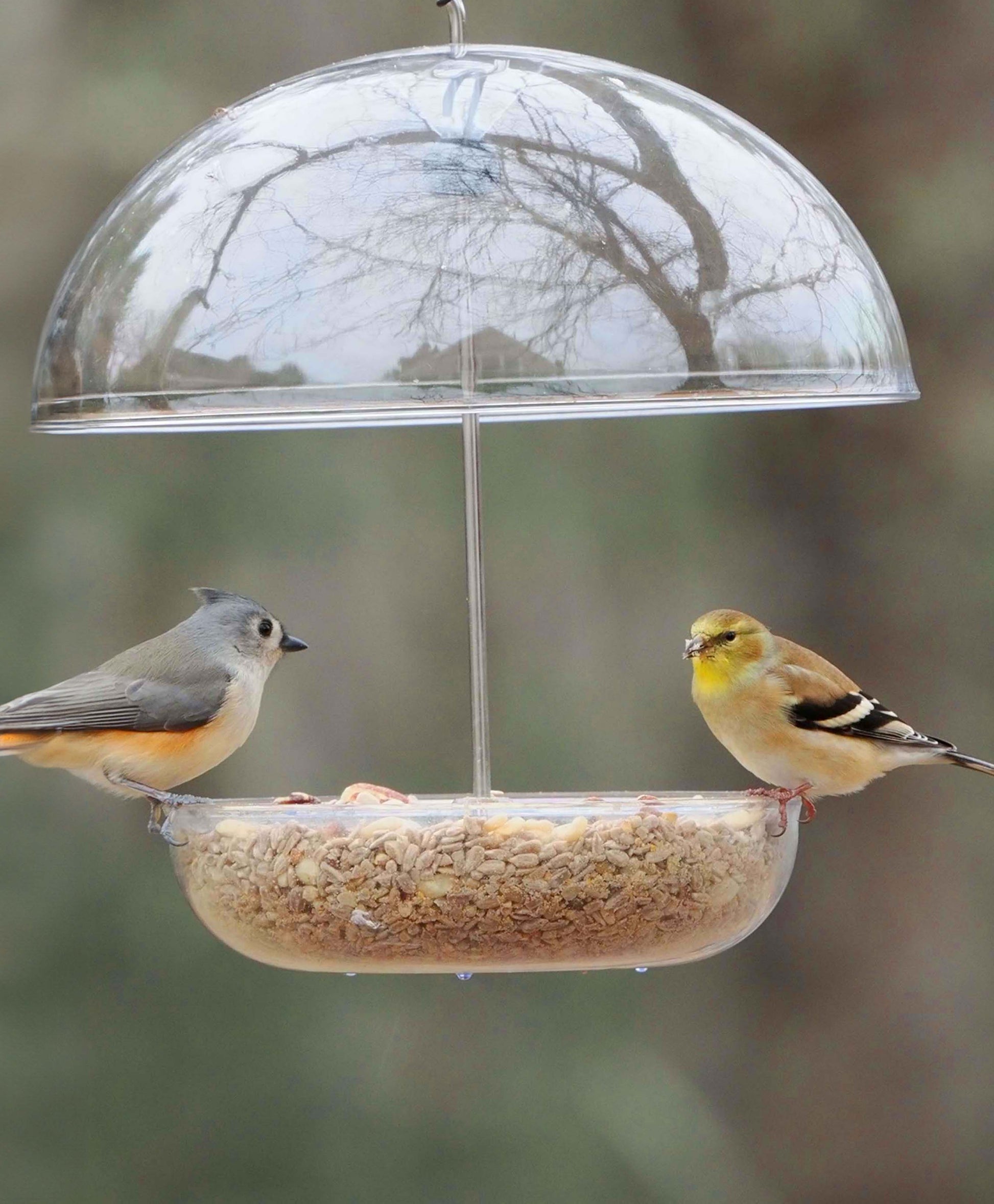 Mangeoire de fenêtre en diamant I Love My Birds™ – Jacobi Jayne