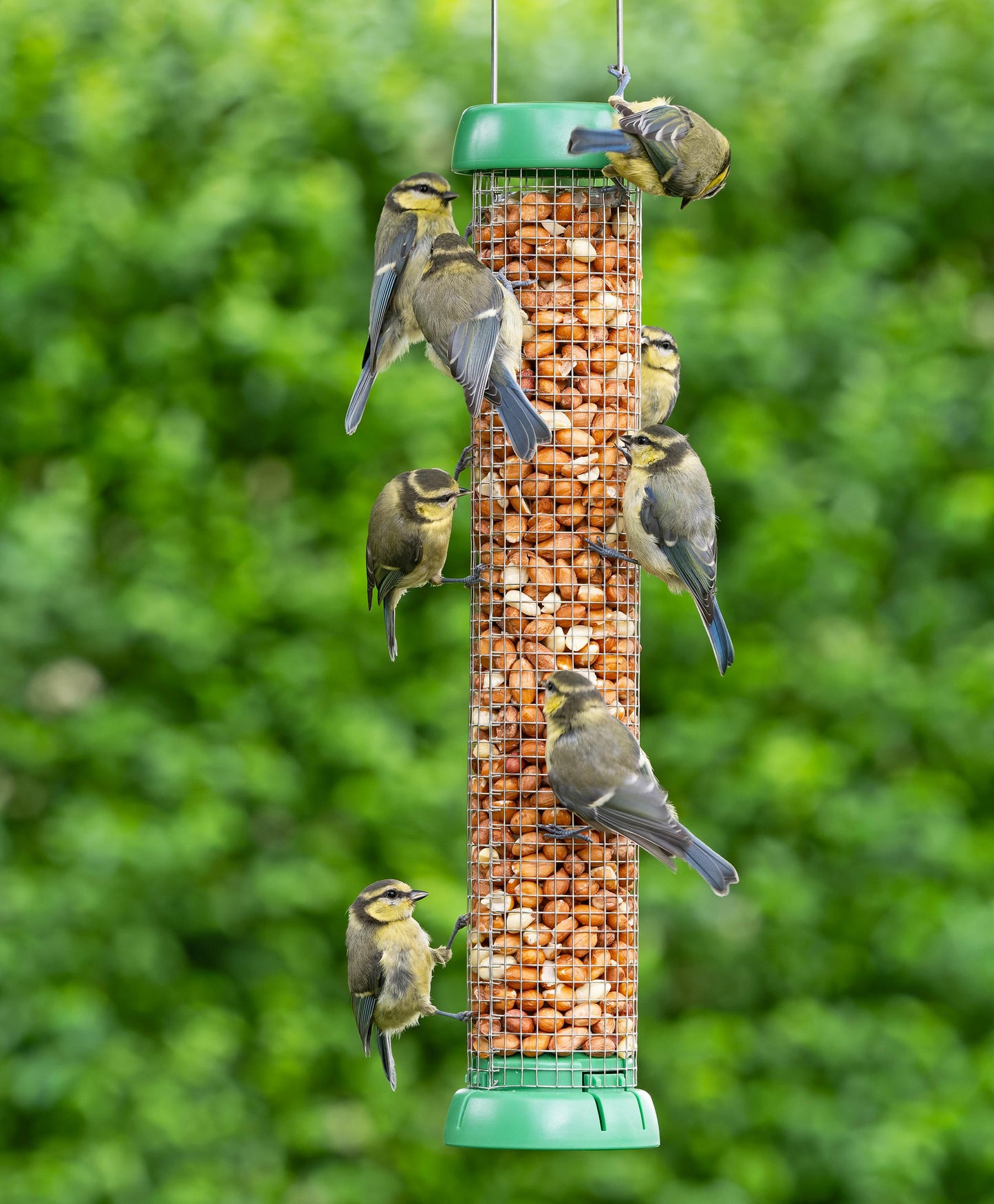 Bird Lovers™ Peanut Feeder