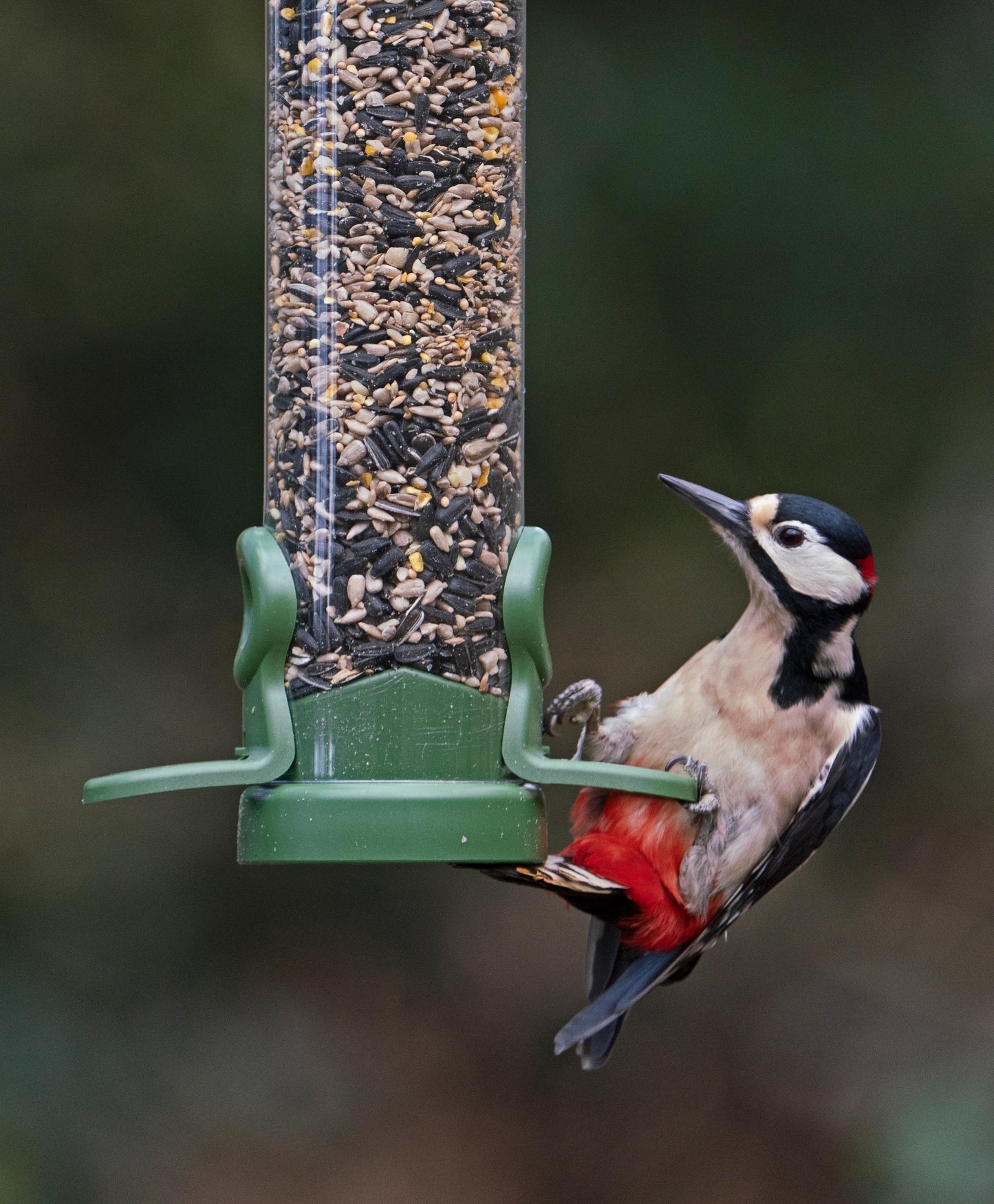 flo™ seed feeders