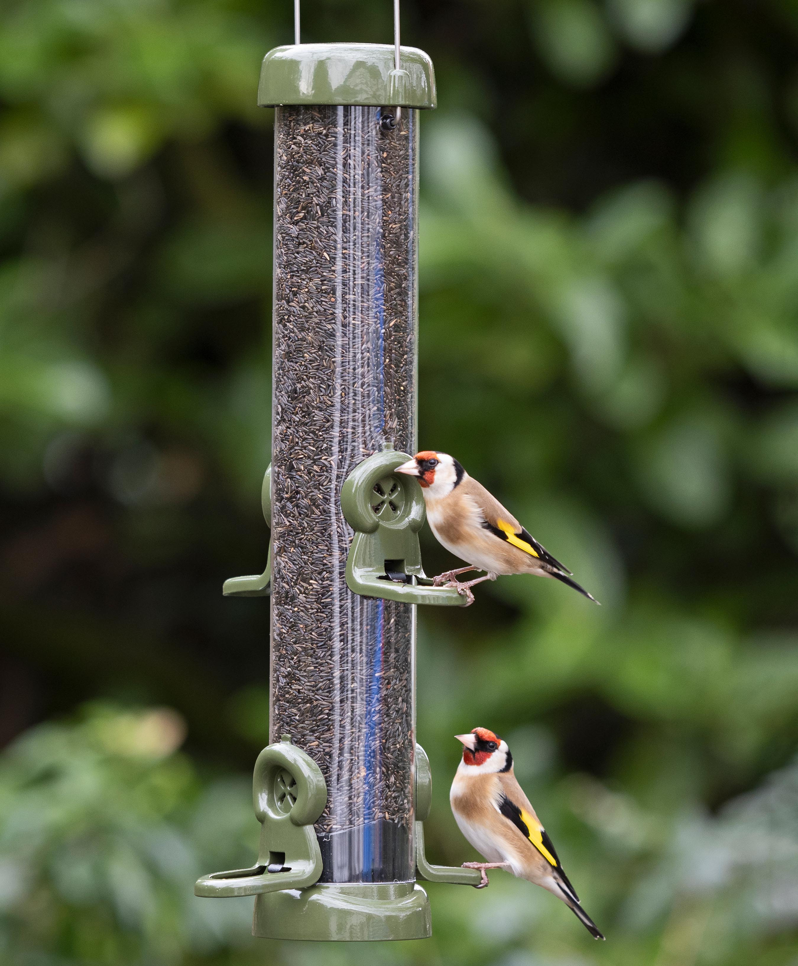 American Goldfinches feeding de-shelled nyjer seed from medium easy clean tubular metal nyjer seed bird feeder with twist off base, specially designed click in nyjer seed feeding  ports, strong hanging wire for placing feeder beneath tree branches or hooks, and lift off lid for easy refilling. 