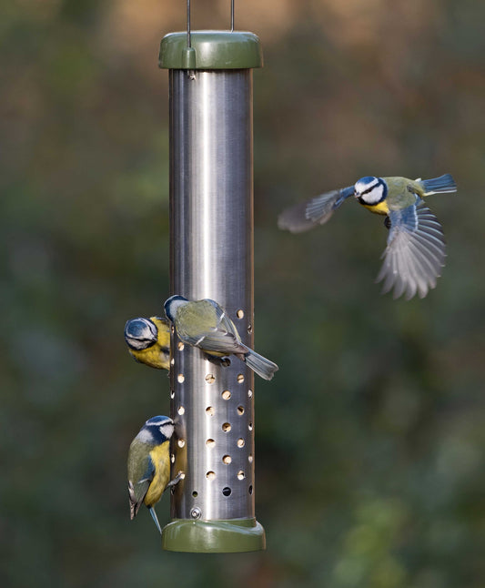 Backyard Bluebirds feeding suet pellets from an all metal construction, squirrel resistant bird feeder. Easy clean durable metal peanut and suet pellet feeder fitted with twist off base, strong metal hanging wire and lift off base, filled with high fat suet pellets, perfect for birds in the winter.