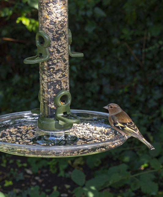 Finch perched on clear seed catching tray attached to durable metal seed bird feeder filled with a seed mix or blend. 